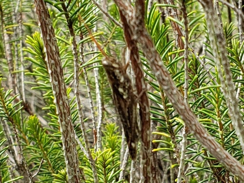 Rosemary Grasshopper photo 4