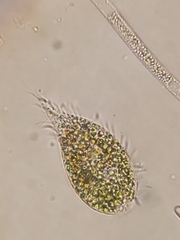 Hypotrichia