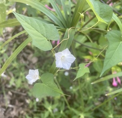 Ipomoea lacunosa