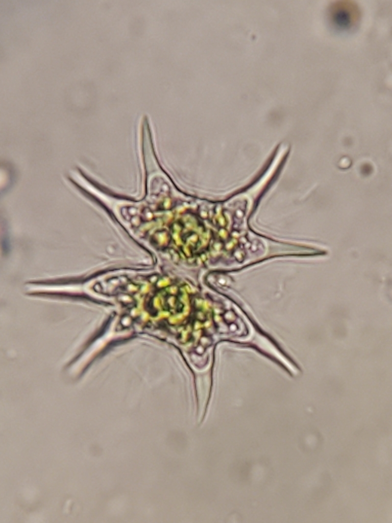 Xanthidium impar