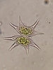 Xanthidium impar - Photo (c) Paul Norwood, some rights reserved (CC BY-NC), uploaded by Paul Norwood