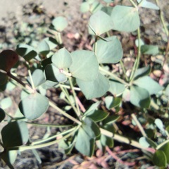 Euphorbia lurida