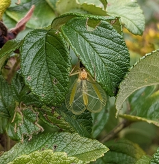 Oecanthus nigricornis
