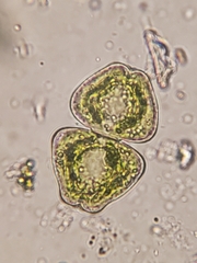Desmidiaceae