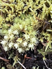 Leucobryum