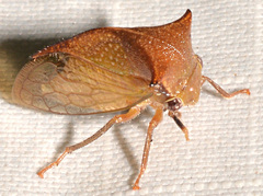 Stictocephala basalis