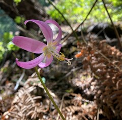 Erythronium revolutum