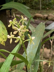 Prosthechea prismatocarpa