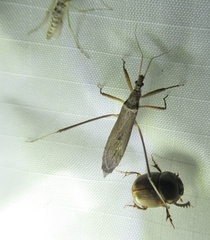 Pygolampis pectoralis