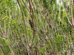 Schistocerca ceratiola