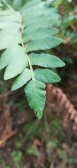 Osmunda regalis