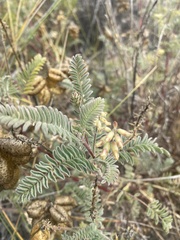 Astragalus nuttallii