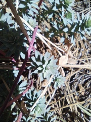 Euphorbia lurida