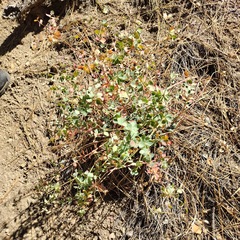 Euphorbia lurida