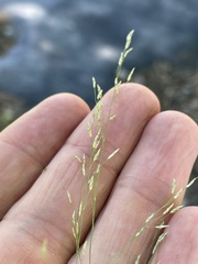 Eragrostis pectinacea