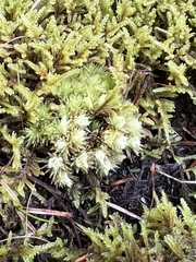 Leucobryum