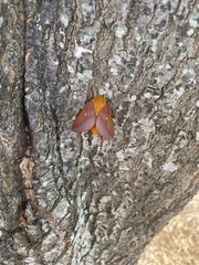 Anisota virginiensis