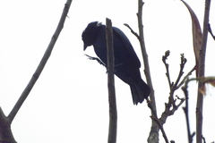 Molothrus bonariensis