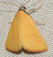 Raparna conicephala