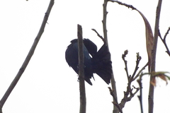 Molothrus bonariensis