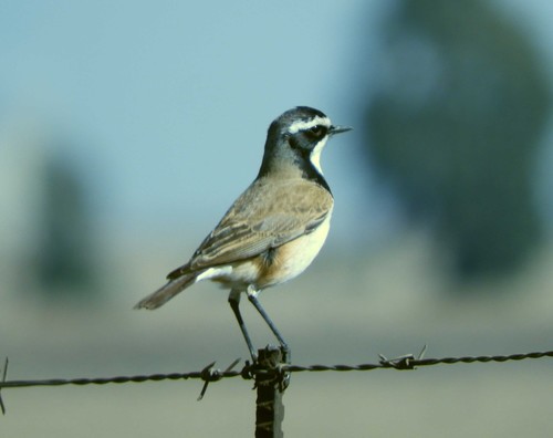 Oenanthe pileata