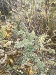 Astragalus nuttallii