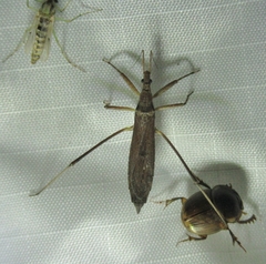 Pygolampis pectoralis