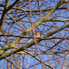 Fringilla coelebs coelebs