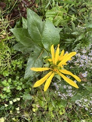 Silphium perfoliatum