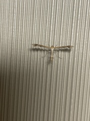 Platyptilia carduidactylus