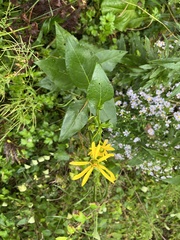 Silphium perfoliatum