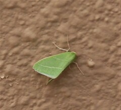 Chlorosea banksaria