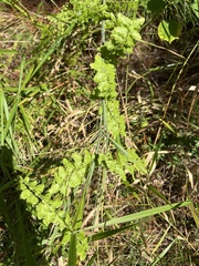 Lygodium microphyllum