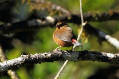 Oreostruthus fuliginosus