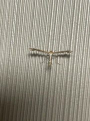 Platyptilia carduidactylus
