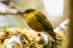 Microeca papuana