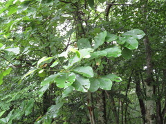 Magnolia obovata