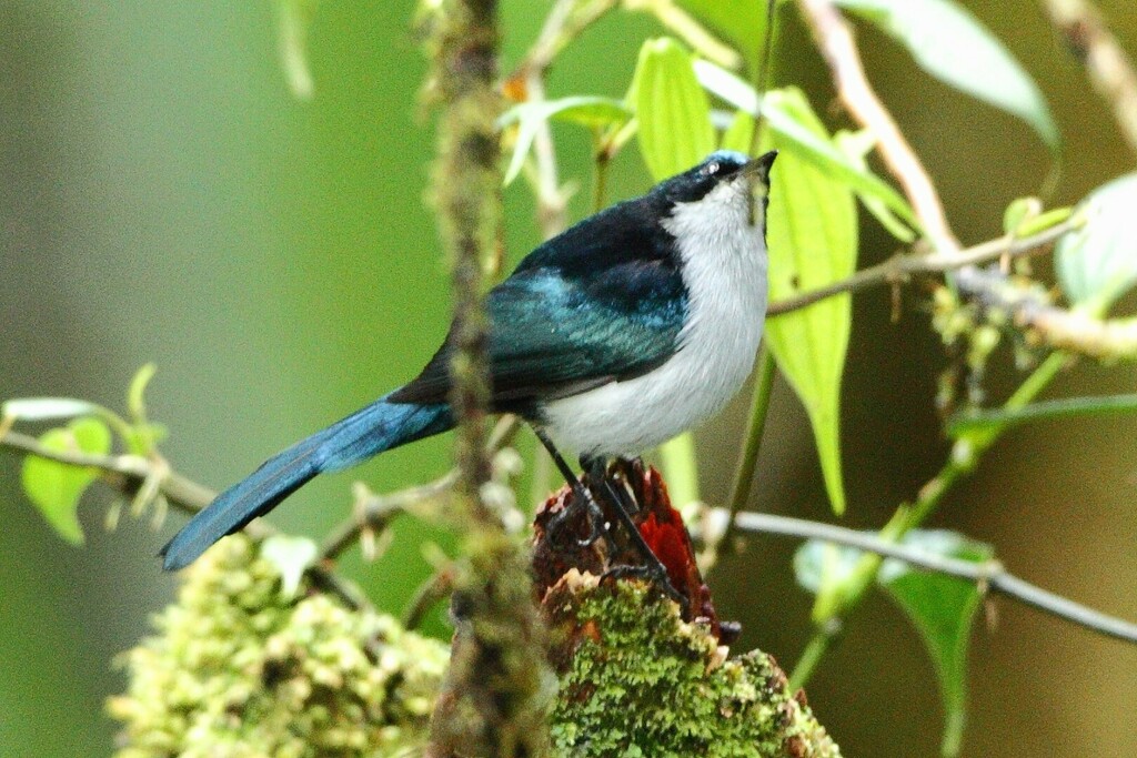 Fan-tailed Berrypecker photo