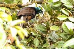 Astrapia mayeri
