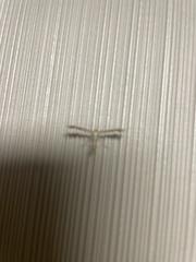 Platyptilia carduidactylus