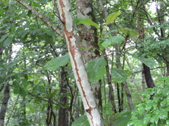 Magnolia obovata