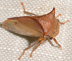 Stictocephala basalis