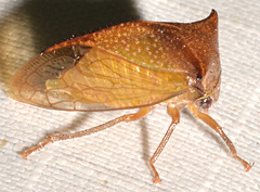 Stictocephala basalis