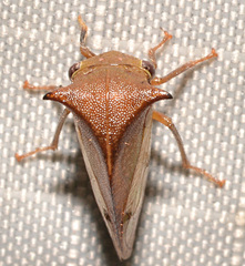 Stictocephala basalis