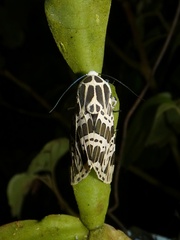 Hypercompe cotyora