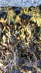 Fucus vesiculosus