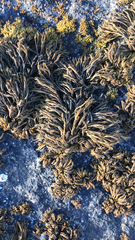 Pelvetia canaliculata