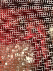 Eublepharis macularius