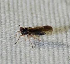 Tarophagus colocasiae