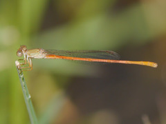 Ceriagrion